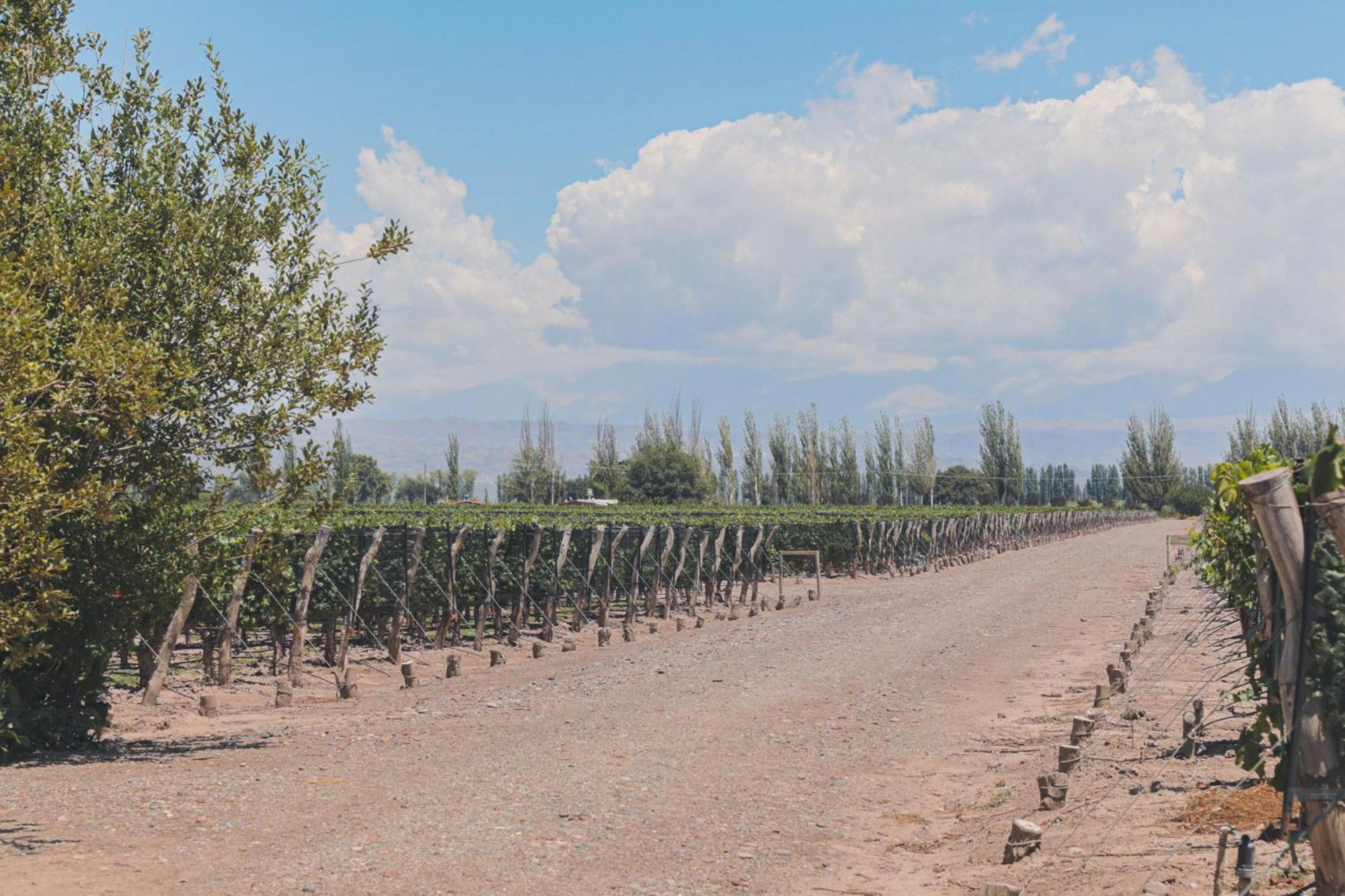 Enlace Wine House Lujan de Cuyo Eksteriør bilde